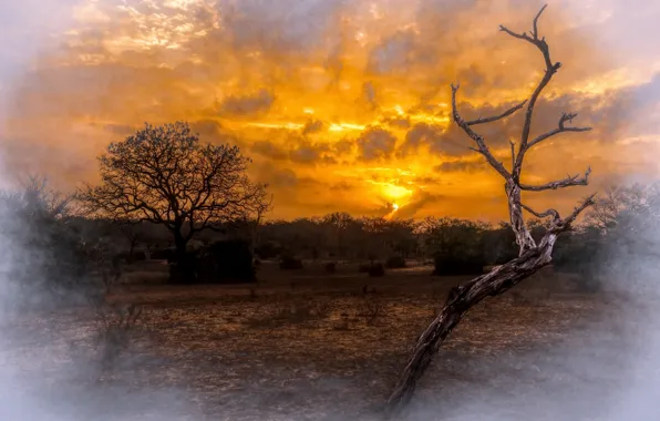 Trees, sunset, smoke