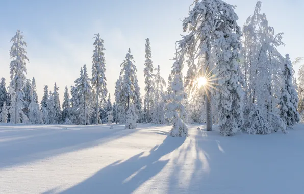 Winter, forest, the sun, rays, light, snow, nature, shadow