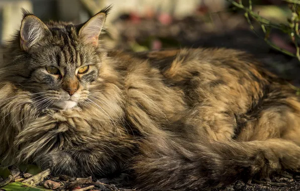 Cat, look, fluffy, lies, Tomcat