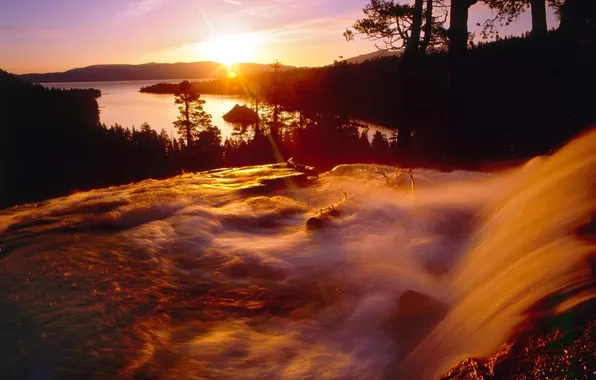 Forest, nature, lake, river, morning