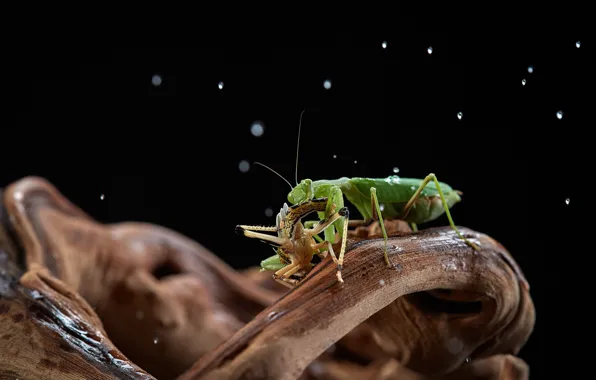 Macro, tree, mantis, insect, grasshopper, snag, black background, mining