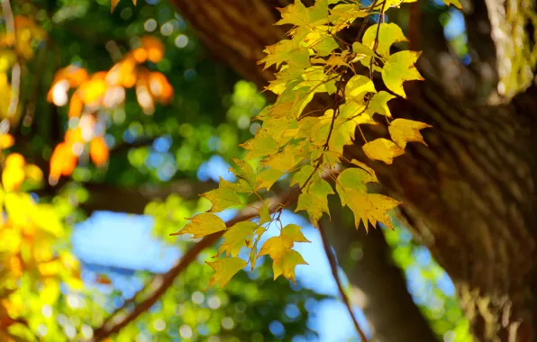 Picture autumn, leaves, macro, trees, branches, trunk
