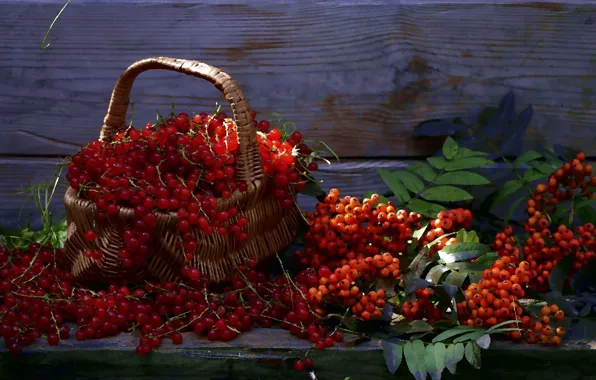 Picture summer, berries, still life, basket, Rowan, red currant