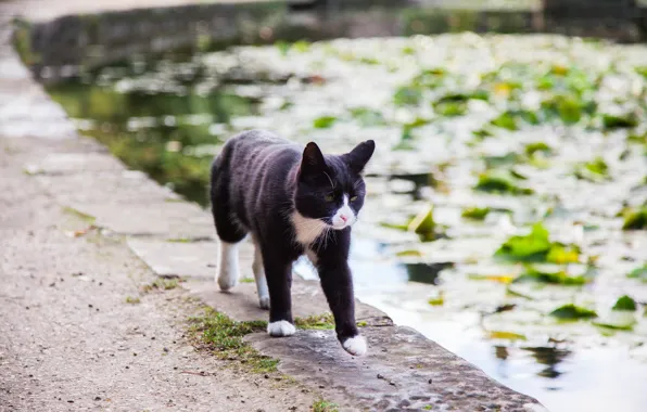 Cat, water, pond, is