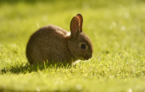Picture grass, rabbit, cub