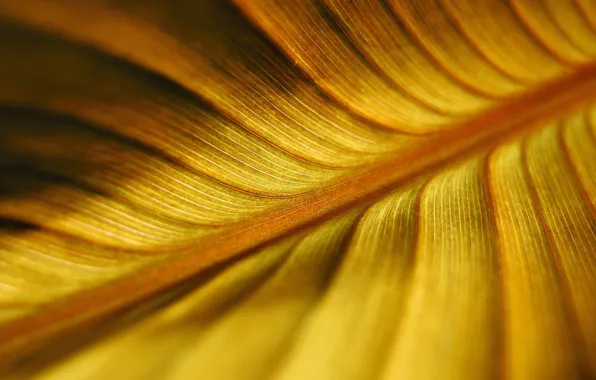 Yellow, nature, sheet, nature, yellow, leaf