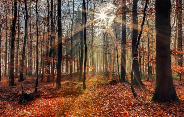 Autumn, forest, sunlight