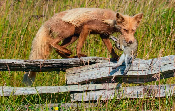 Picture grass, the fence, hare, Fox, mining