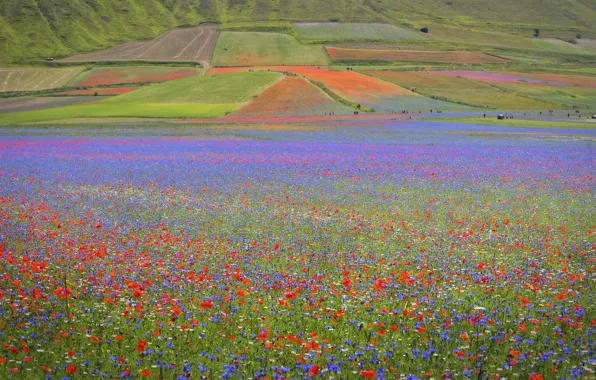 Summer, flowers, Maki, poppy field