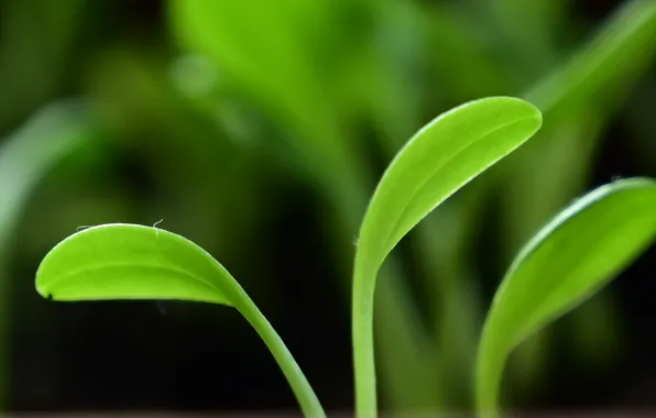 Green, plant, Rostock, Macro, shoots, cotyledons