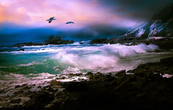 Sea, wave, birds, seagulls
