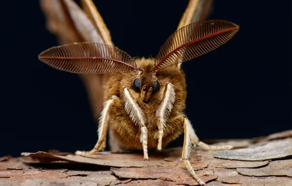 Eyes, mustache, hairy, Insect