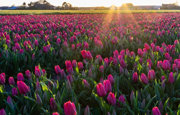 Field, the sun, rays, flowers, tulips, bokeh