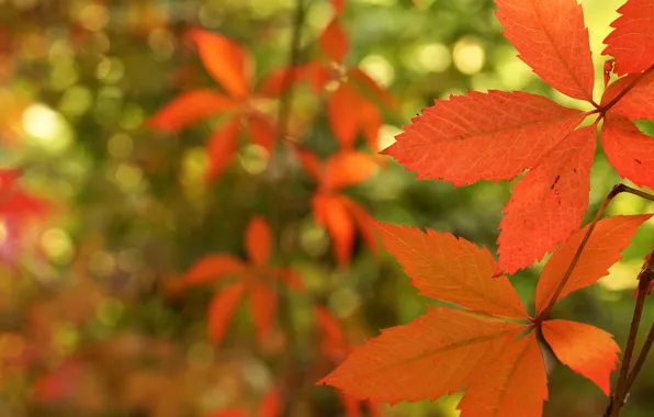 Autumn, leaves, branches, nature, foliage, bright, red, orange