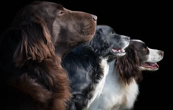 Background, each, dog