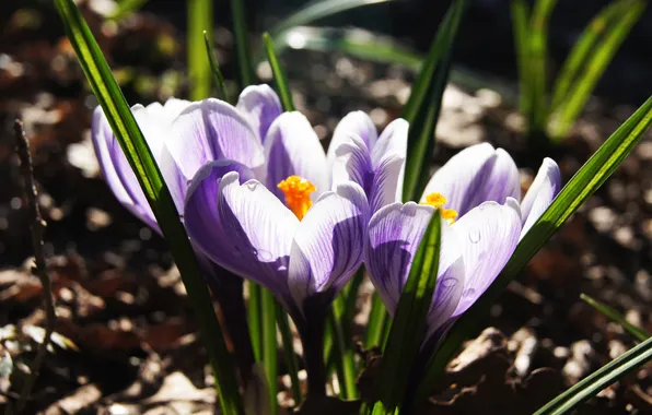 Leaves, light, flowers, glade, spring, garden, crocuses, flowerbed