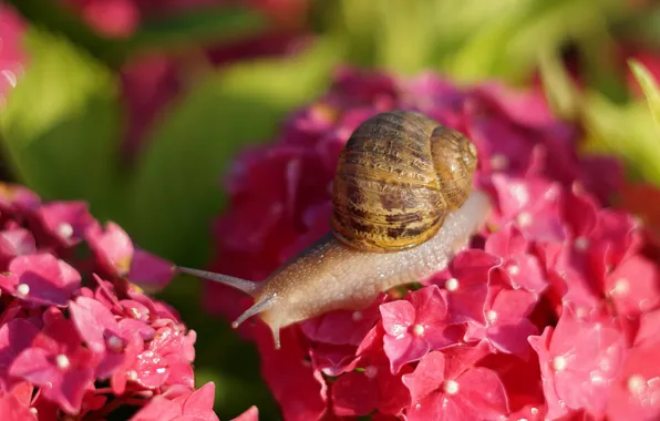 Summer, macro, light, flowers, snail, blur, shell, pink