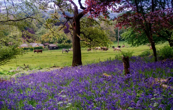 Greens, forest, grass, trees, flowers, cows, UK, houses