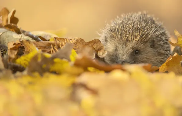 Autumn, look, nature, foliage, muzzle, hedgehog, hedgehog, bokeh