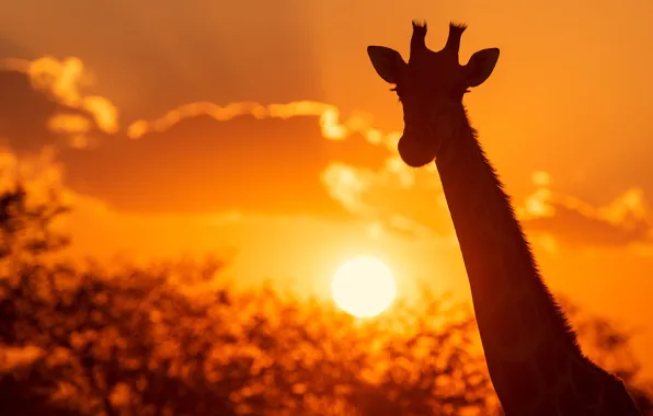 Look, the sun, light, sunset, portrait, silhouette, giraffe, face