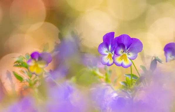 Flowers, Pansy, a couple, Duo, lilac, bokeh, viola