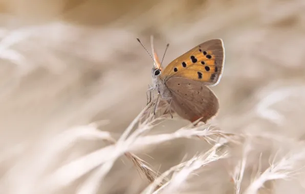 Picture butterfly, colors, brightness, butterfly, colors, brightness