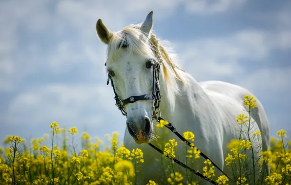 Picture white, flowers, horse, horse, meadow, mane, braids