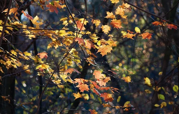 Autumn, forest, leaves, branches