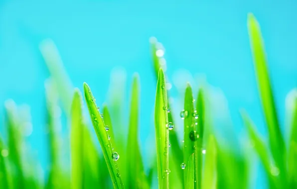 Picture grass, drops, brightness