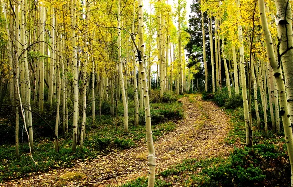 Picture road, autumn, forest, birch