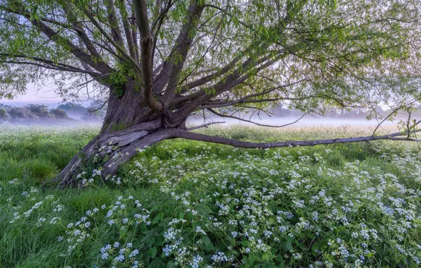 Picture grass, flowers, fog, tree, meadow