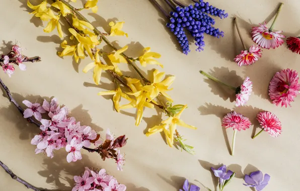 Flowers, beauty, like