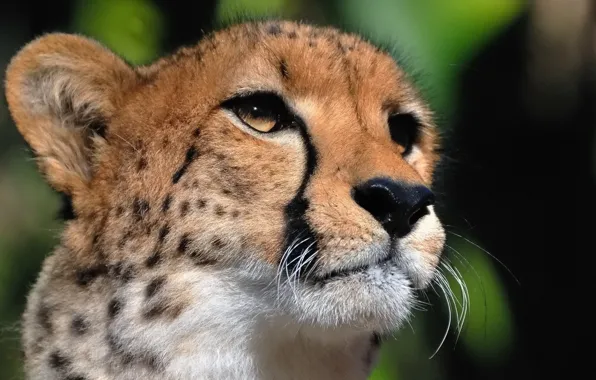 Picture mustache, face, predator, Cheetah, looks
