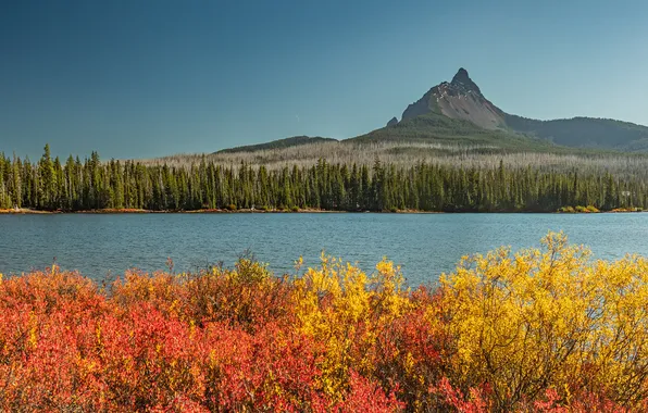 Autumn, forest, the sky, trees, mountains, branches, river, blue