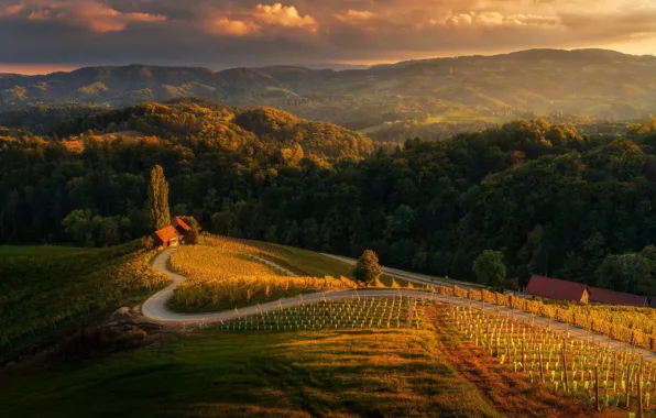 Road, field, forest, clouds, light, trees, mountains, hills