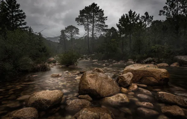 Forest, the sky, trees, clouds, fog, river, stones, overcast