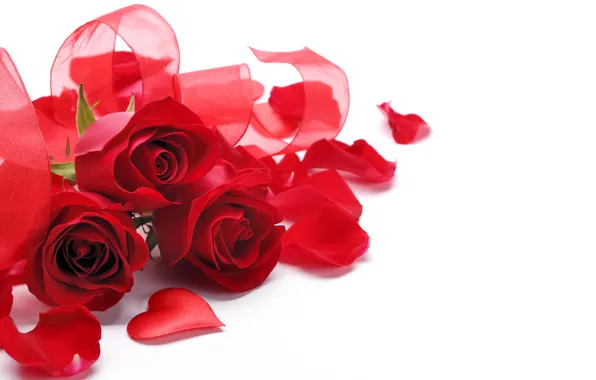 Roses, petals, red, white background, heart, ribbons