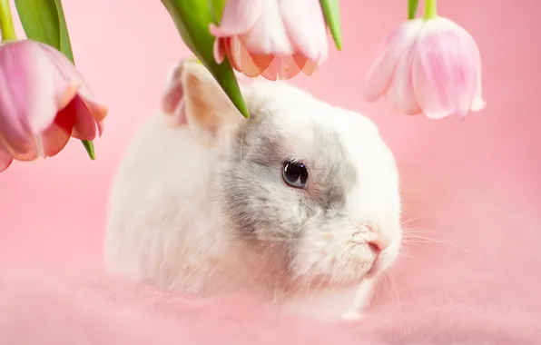 White, look, leaves, flowers, rabbit, tulips, pink, face