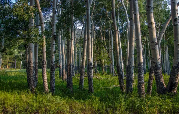 Forest, trees, aspen