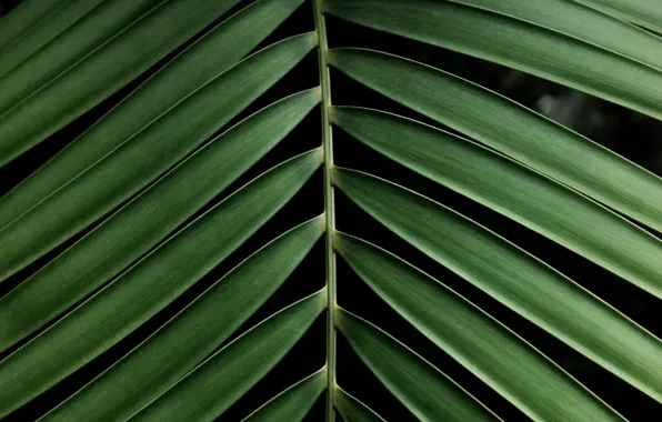 Macro, Palma, leaf, branch, green