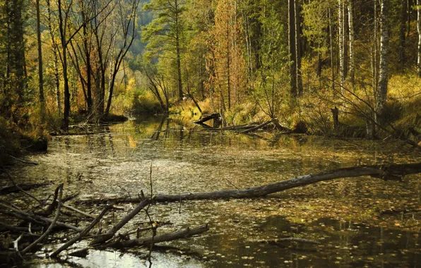 Autumn, Forest, Swamp, Fall, Autumn, Forest, Swamp