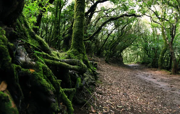 Picture road, forest, trees, nature, moss
