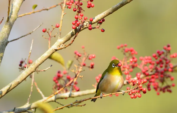 Picture branches, berries, tree, bird, red, tail