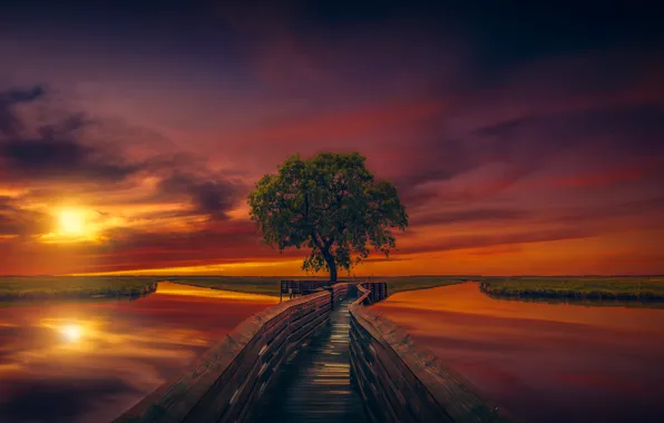 The sky, tree, dawn, pond