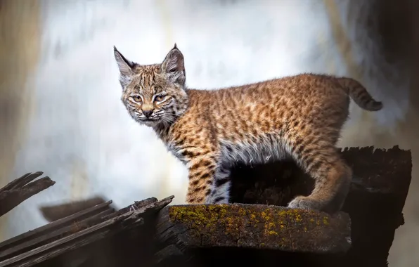 Picture look, pose, Board, lynx, a small lynx