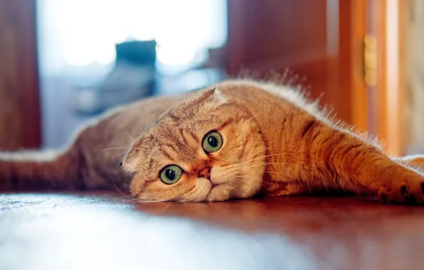 Picture cat, look, muzzle, Scottish fold cat