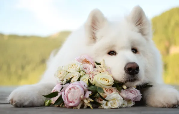 Look, pose, dog, white, face, Samoyed