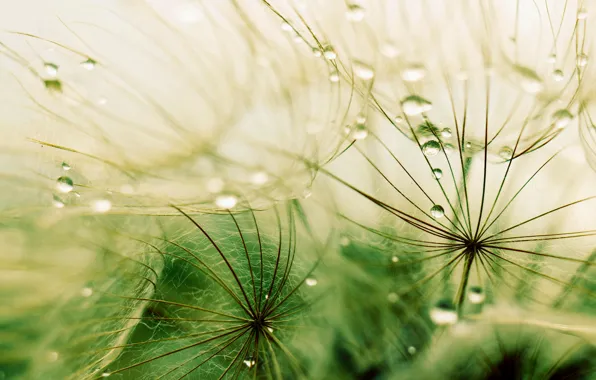 Grass, drops, macro, rain, grass, rain, macro, drops