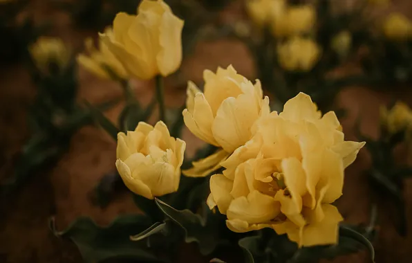 Flowers, yellow, the dark background, spring, tulips, flowerbed, bokeh