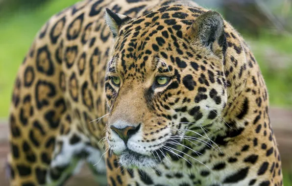 Picture face, predator, Jaguar, wild cat